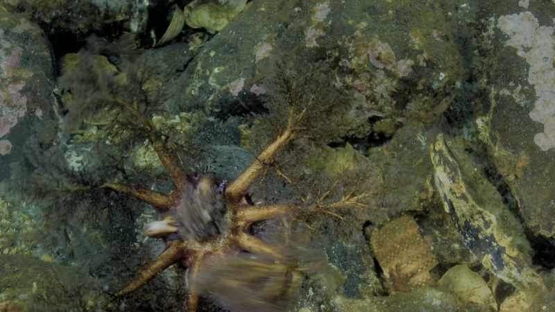 Within their tangled undergrowth, extraordinary discoveries await