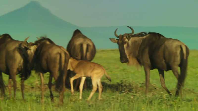 Without a mother, no youngster survives for long