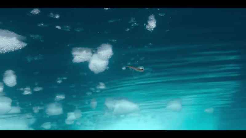 Without ice to feed beneath