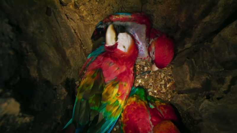 Without it, the chicks' brains and bones will not develop properly