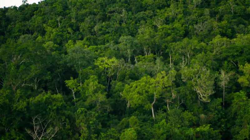 Without LiDAR, you see only trees
