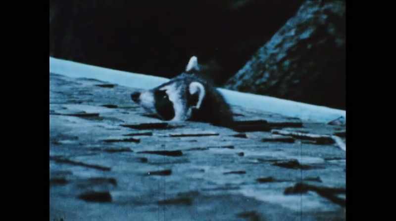 Without memory, there is no life