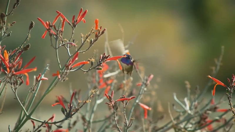 'Without nectar, he would die of starvation within a few hours