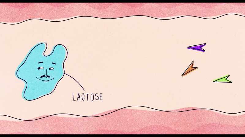 Without the lactase enzymes