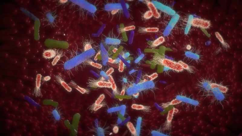 Without the trillions of foreign organisms living inside us