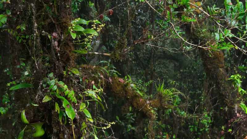 Without these added nitrates, the plant couldn't survive