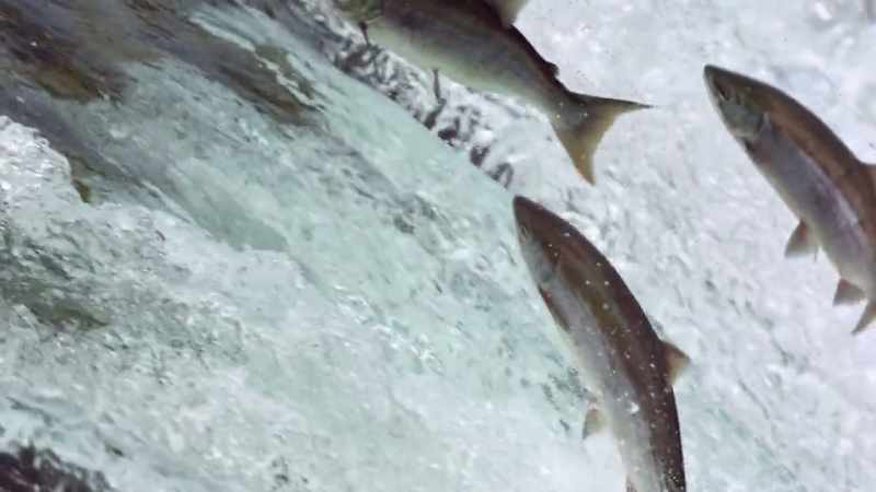 Without these fish