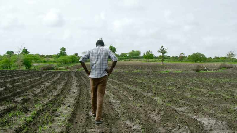 Without trees, there will be less rain