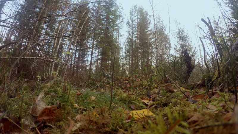 Without her winter food supply, this red squirrel won't survive