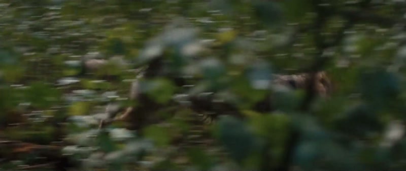 (wolf barking)