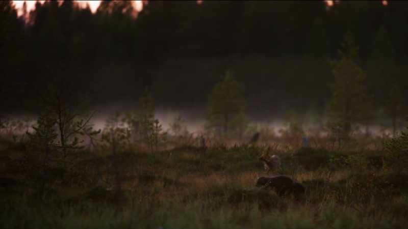 Wolverines are usually solitary creatures