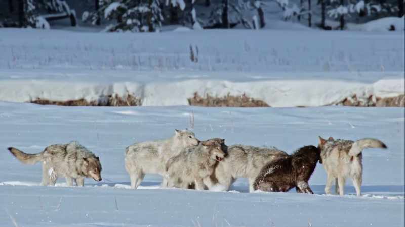 Wolves also play fight to keep their hunting skills sharp