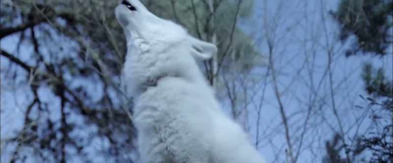 [wolves barking]