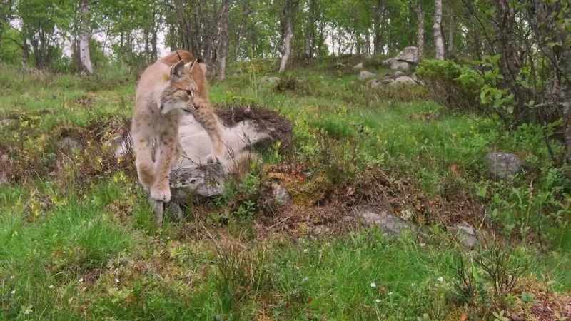 Wolves, deers, lynx, beavers, boars, and elks