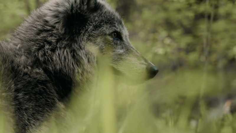Wolves do the same