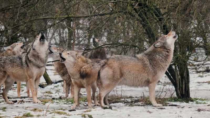 Wolves were extremely successful