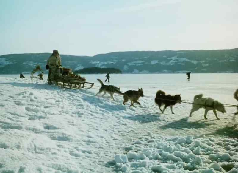 Wolves! I reckon so