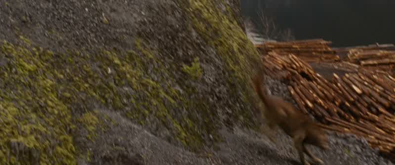 WOLVES: Jake!