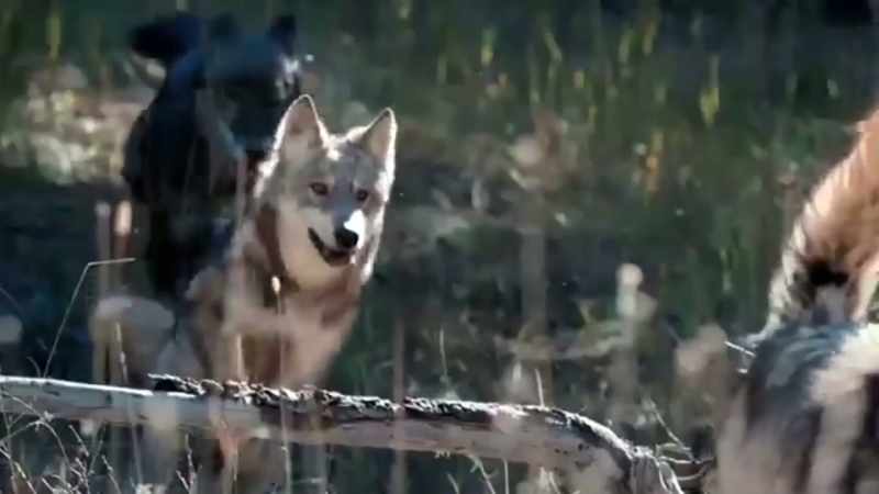 Wolves, the wild ancestors of your dog