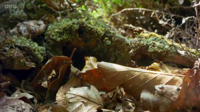 Wood ants are insatiable hunters