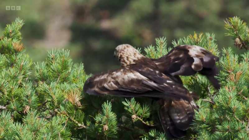 Woodland-dwelling golden eagles