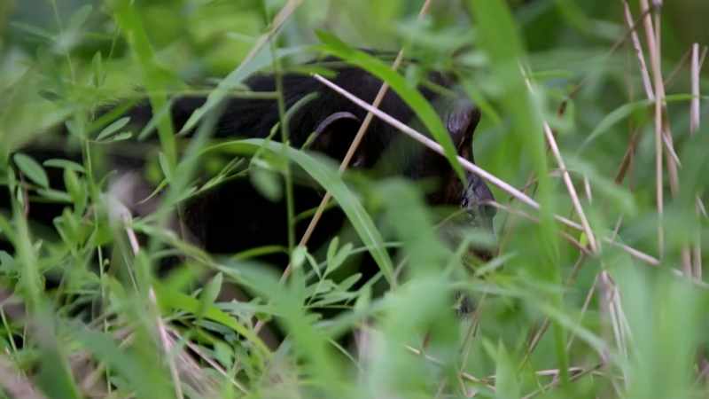 Woods: CHIMPANZEES ARE, YOU KNOW