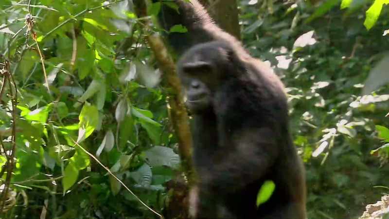 Woods: IN CHIMPANZEES