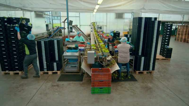 Workers check and pack each lettuce by hand