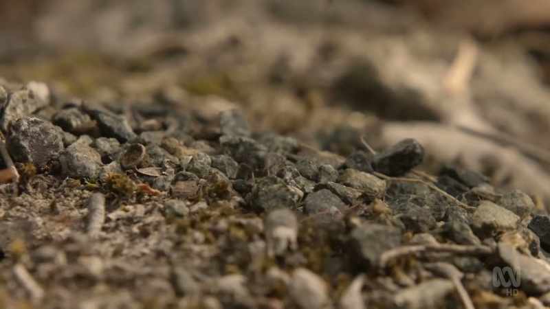 Workers cover the nest with dark materials