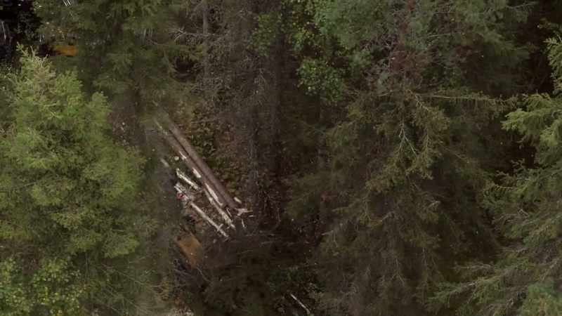 Workers grow pine, spruce and birch to mimic nature