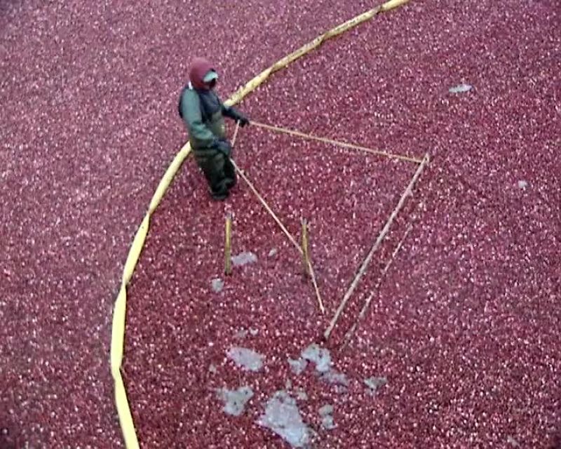 WORKERS MOVE THE FLOATING CRANBERRIES