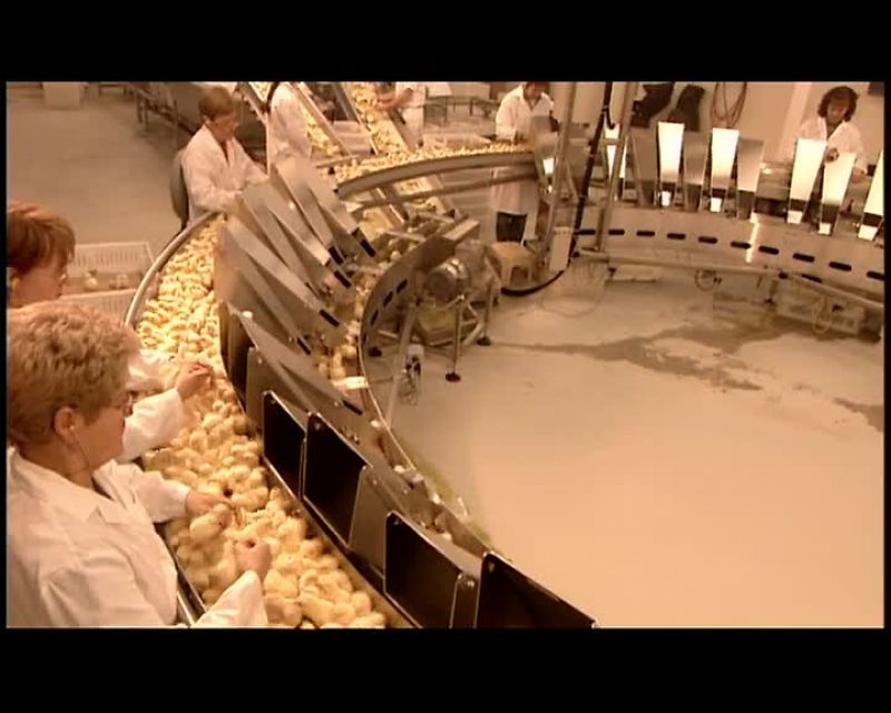 WORKERS PUT THE FEMALES DOWN ONE CHUTE