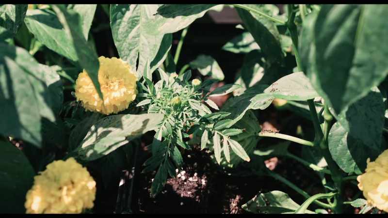 Wow Granny, look at these marigolds