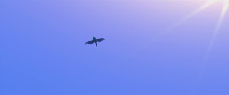 Wow. Blu! You're flying! Yeah! l'm flying! l'm really flying. You're right, l'm not an ostrich. l'm