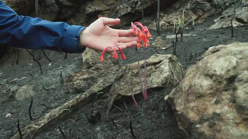 Wow. That's what it's all about. That's the fire lily