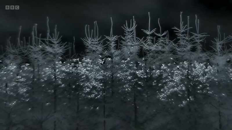 Wraith-like, it hovers above the roost