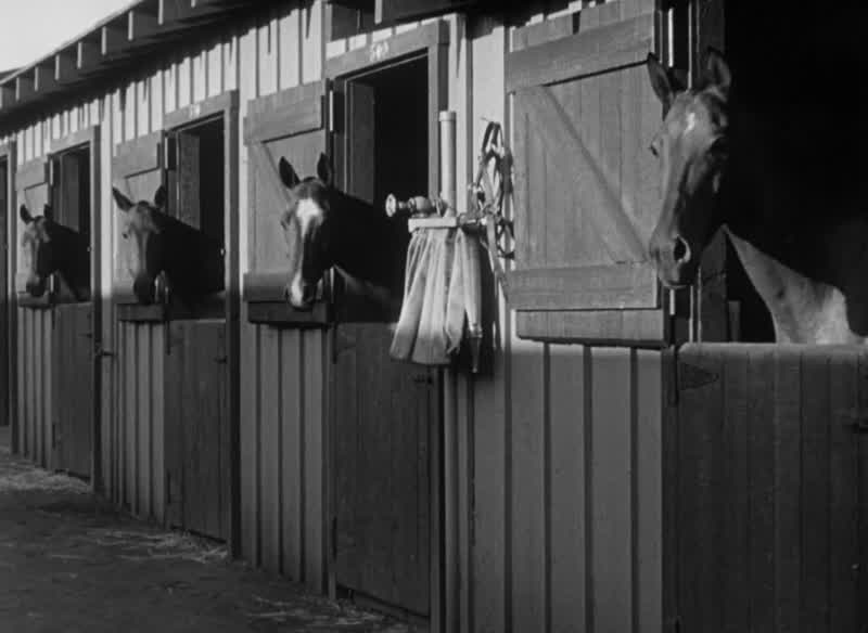 Xanadu's livestock