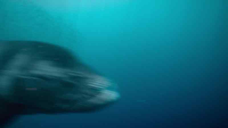 Xiphactinus is faster