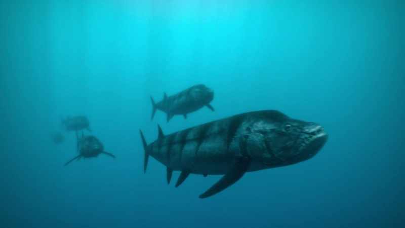 Xiphactinus, known as X-fish
