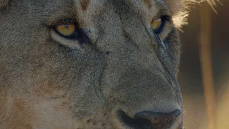 Yaya is becoming a powerful lioness