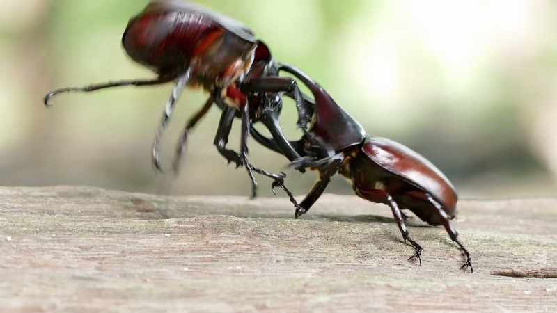 Yeah, dude! Rhino beetles use their big horns