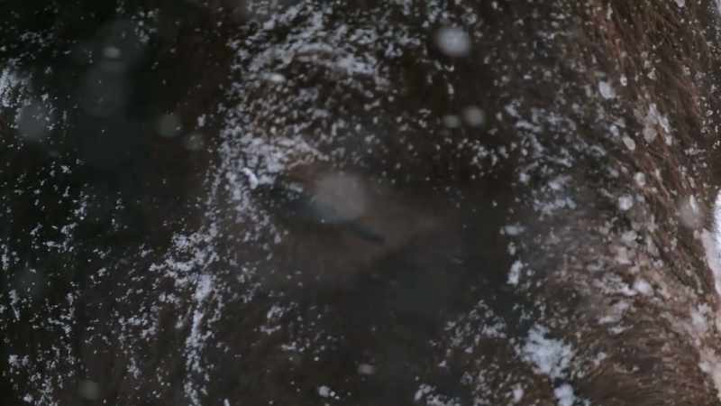 Yellowstone is now home to thousands of bison