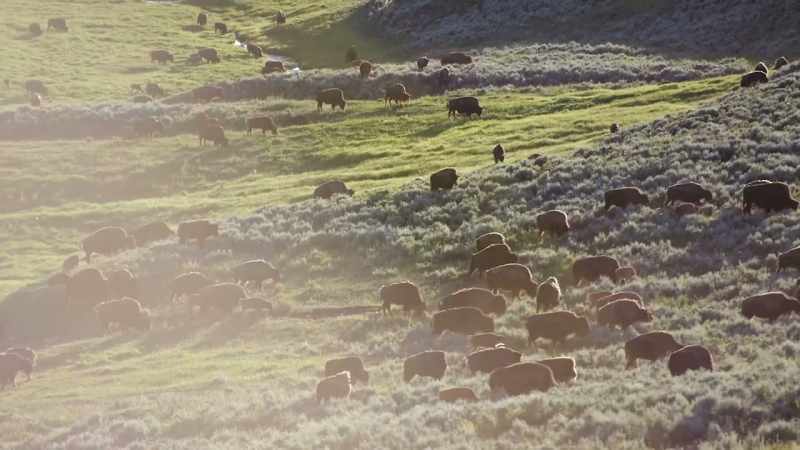 Yellowstone's great herds are returning