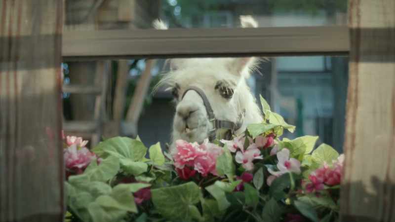 Yelps] Oh, God! Oh, oh... [llama grunts]