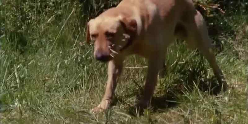 [ Yelps ] THE RETRIEVER WAS STRUCK