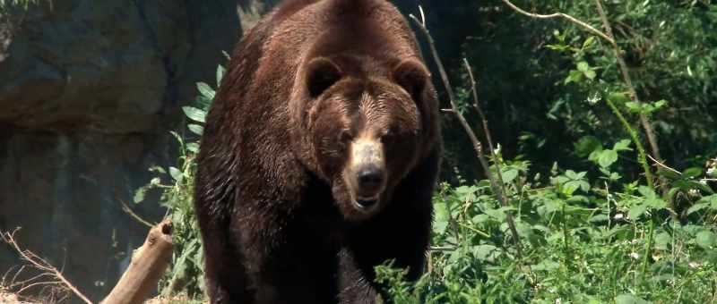 Yes, then you have to grizzly and polar bear