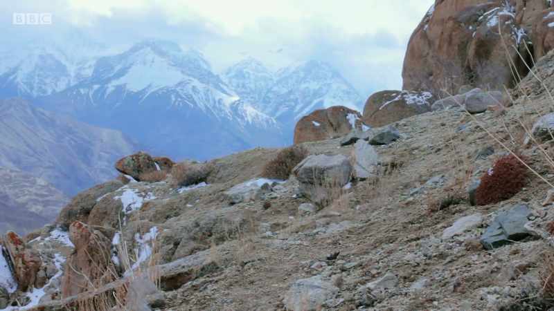 yet a few special animals manage to live here