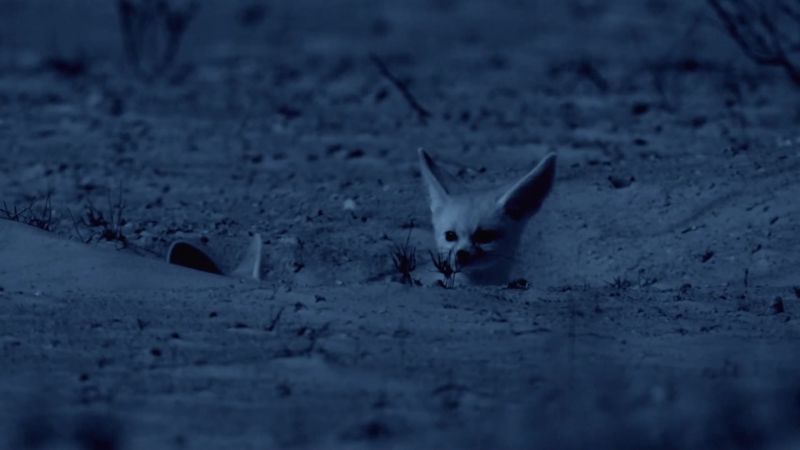 Yet, for all nocturnal desert animals