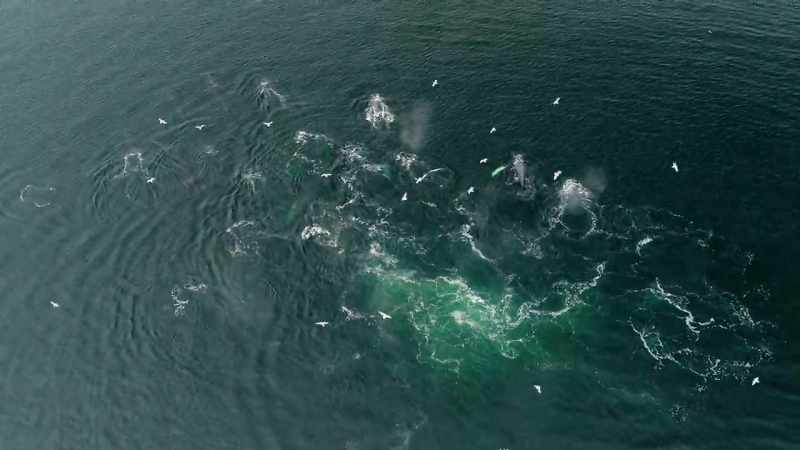 Yet the herring are so abundant