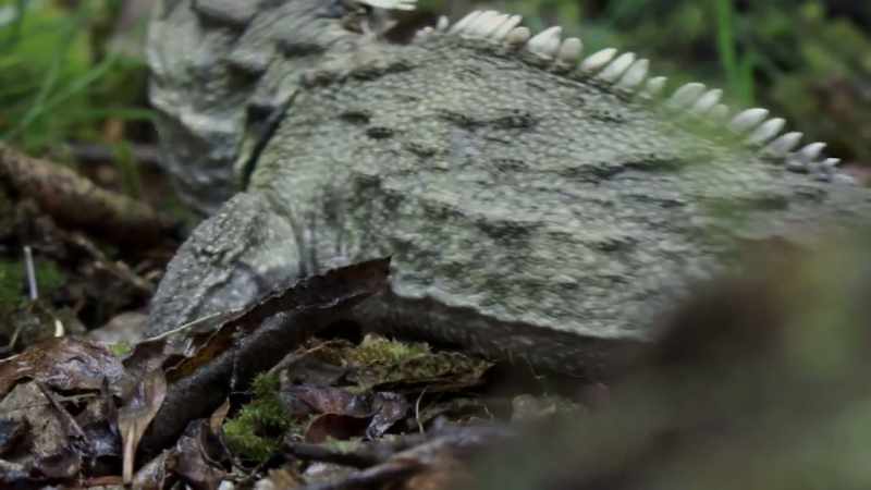 Yet the tuatara survived when most of its relatives couldn't